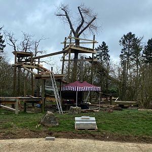 New frames and climbing areas in the tiger enclosure, ZSL Whipsnade