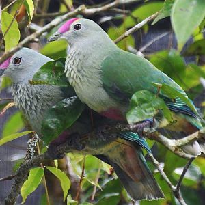 Red-bellied Fruit Dove (Ptilinopus greyi)