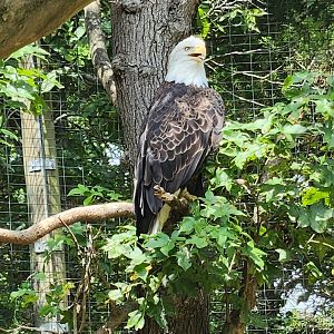 Rowan Wild (2023) - Bald Eagle
