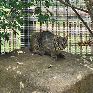 Rowan Wild (2023) - Bobcat