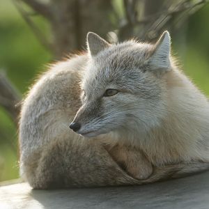 Corsac fox, Hamerton, UK