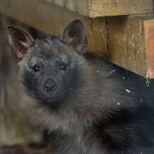 Brown Hyena pup, Hamerton, UK