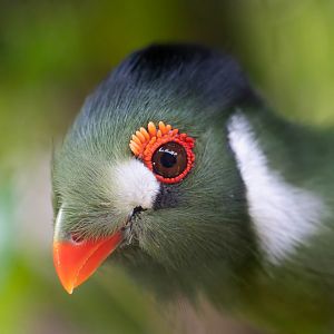 White cheeked Turaco, Hamerton, UK