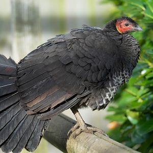 Brush turkey, Hamerton, UK