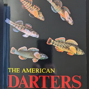 The American Darters