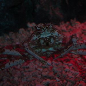 Japanese spider crab (Macrocheira kaempferi) - BXSea