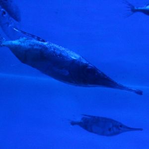 Longspine snipefish (Macroramphosus scolopax) - BXSea