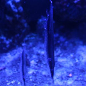 Razorfish (Aeoliscus strigatus) - BXSea