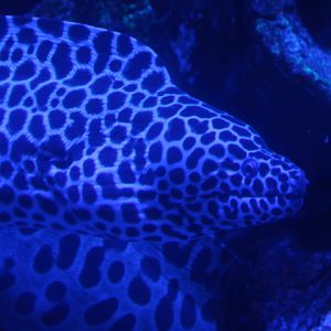 Laced moray (Gymnothorax favagineus) - BXSea