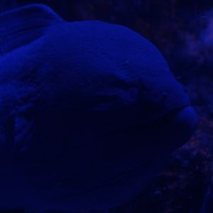 Giant moray (Gymnothorax javanicus) - BXSea