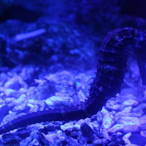 Tiger tail seahorse (Hippocampus comes) - BXSea
