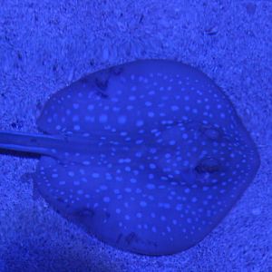 Bluespotted ribbontail ray (Taeniura lymma) - BXSea