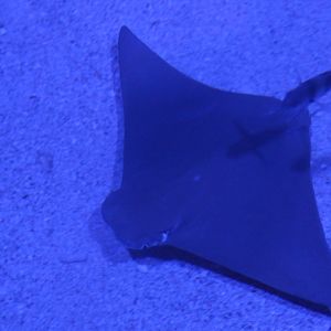 Flapnose ray (Rhinoptera javanica) - BXSea