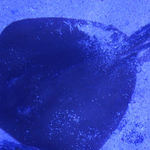 Pink whipray (Pateobatis fai) - BXSea