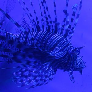 Common lionfish (Pterois miles) - BXSea