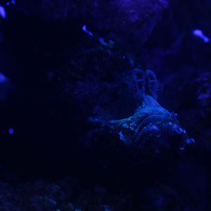 Estuarine stonefish (Synanceia horrida) - BXSea