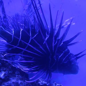 Clearfin lionfish (Pterois radiata) - BXSea