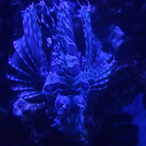 Zebra turkeyfish (Dendrochirus zebra) - BXSea