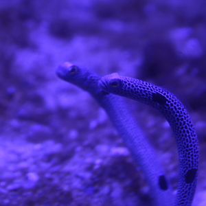 Spotted garden eel (Heteroconger hassi) - BXSea