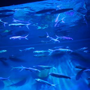 Milkfish (Chanos chanos) - BXSea