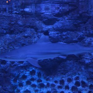 Blacktip reef shark (Carcharhinus melanopterus) - BXSea