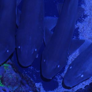 Grey bamboo shark (Chiloscyllium griseum) - BXSea