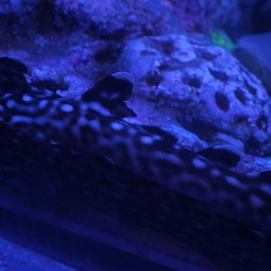 Coral catshark (Atelomycterus marmoratus) - BXSea
