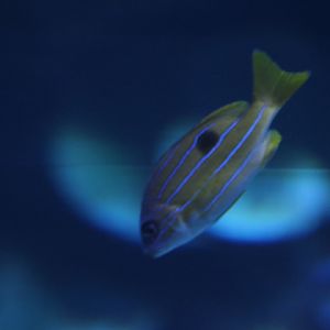 Five-lined snapper (Lutjanus quinquelineatus) - BXSea