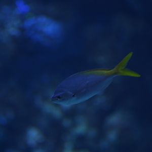 Redbelly yellowtail fusilier (Caesio cuning) - BXSea