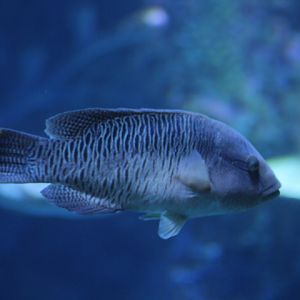 Humphead wrasse (Cheilinus undulatus) - BXSea