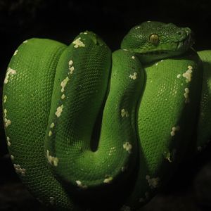 Green tree python (Morelia viridis) - BXSea
