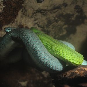 Lesser Sunda Islands pit viper (Trimeresurus insularis) - BXSea
