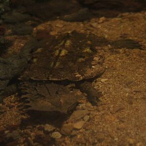 Mata mata (Chelus fimbriata) - BXSea