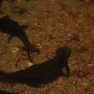 Himalayan newt (Tylototriton verrucosus) - BXSea