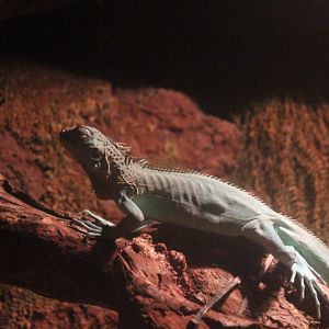Green iguana (Iguana iguana) - BXSea