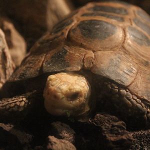 Forsten's tortoise (Indotestudo forstenii) - BXSea