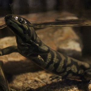 Blotched tiger salamander (Ambystoma mavortium melanostictum) - BXSea