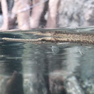 Longnose gar (Lepisosteus osseus) - BXSea