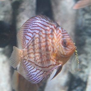 Blue discus (Symphysodon aequifasciatus) - BXSea