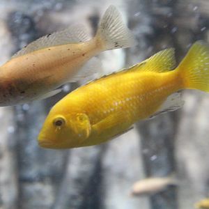 Lemon yellow lab (Labidochromis caeruleus) - BXSea