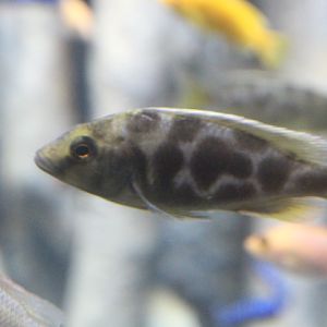 Venustus hap (Nimbochromis venustus) - BXSea