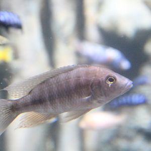 Electric blue hap (Sciaenochromis fryeri) - BXSea