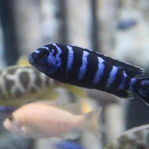 Demasoni (Pseudotropheus demasoni) - BXSea