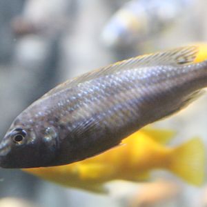 Auratus cichlid (Melanochromis auratus) - BXSea