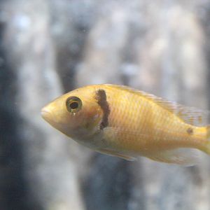 Red zebra mbuna (Maylandia estherae) - BXSea