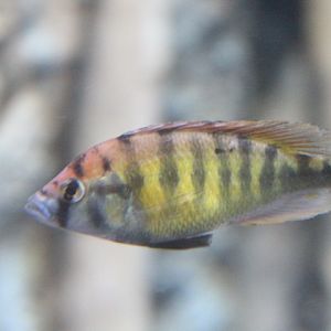 Nyerere's Victoria cichlid (Haplochromis nyererei) - BXSea
