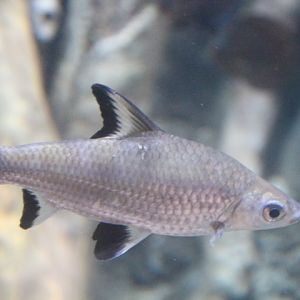 Bala shark (Balantiocheilos melanopterus) - BXSea