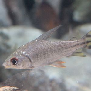 Silver prochilodus (Semaprochilodus taeniurus) - BXSea