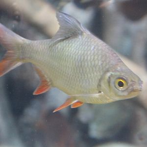 Tinfoil barb (Barbonymus schwanenfeldii) - BXSea