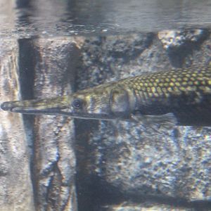 Alligator gar (Atractosteus spatula) - BXSea